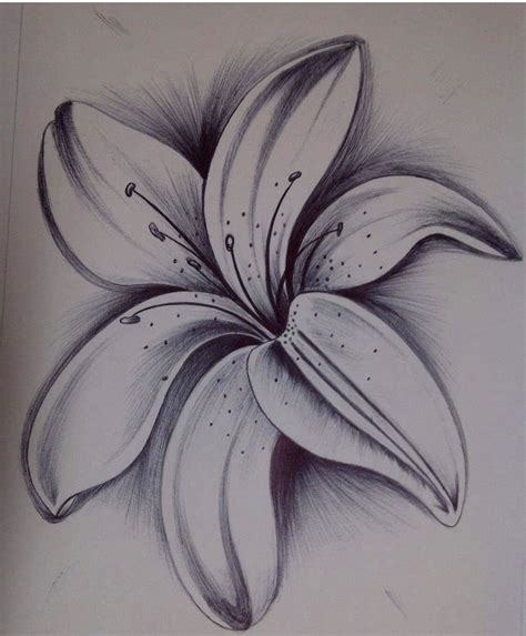 Pin By V On Flowers Pencil Drawings Of Flowers Lilies Drawing