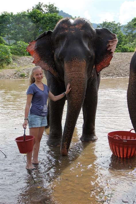 washing elephants in the river at the elephant nature park with loop abroad elephant nature