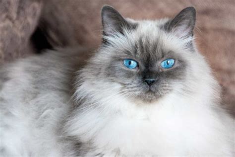 Differences Between A Persian Cat And An Angora Cat