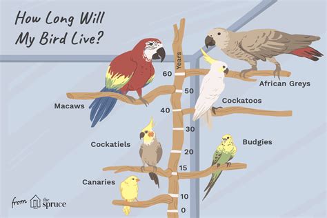 Visit your local spruce grove petsmart store for essential pet supplies like food, treats and more from top brands. How Long Do Parrots and Other Pet Birds Live?
