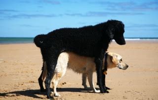 The most dominant individual is often referred to as the alpha male (or female), followed. The Macho Myth | Dog Star Daily