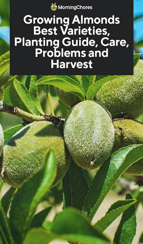 Growing Almonds Best Varieties Planting Guide Care Problems And Harvest