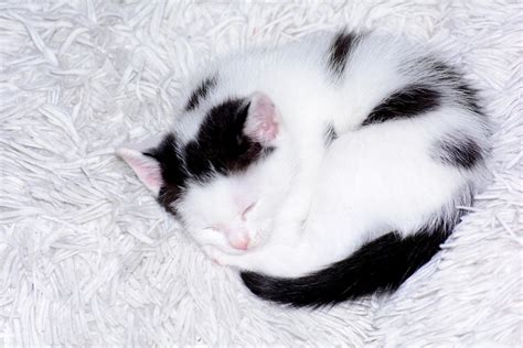 Find & download free graphic resources for baby cat. Free Images : kittens, cat babies, baby cats, black white ...