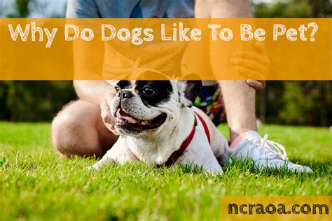 Why Do Dogs Like To Be Pet National Canine Research Association Of