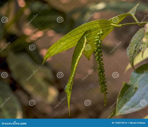 A Vine Of Immature Peppercorns In A Jungle Clearing Near To Dambulla