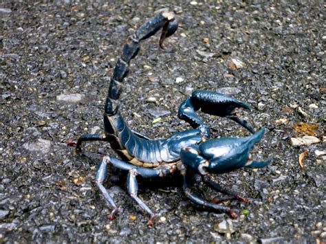 The Giant Forest Scorpion Heteroetrus Spinifer Animals Scorpion