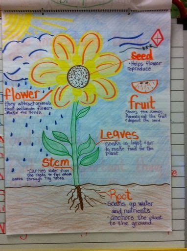 Parts Of A Plant Anchor Chart Science Anchor Charts Plants Anchor