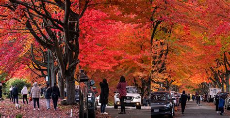 17 Streets To Find The Best Colourful Fall Leaves In Vancouver Curated