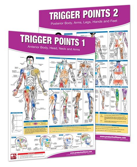 Buy Trigger Point Therapy Chart Set Acupressure Charts Myofascial