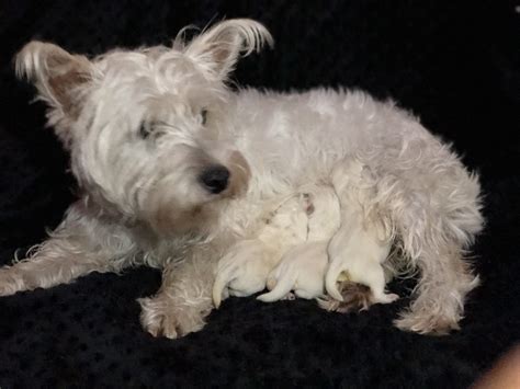 Did you scroll all this way to get facts about westie puppies? West Highland White Terrier Puppies For Sale | Houston, TX ...