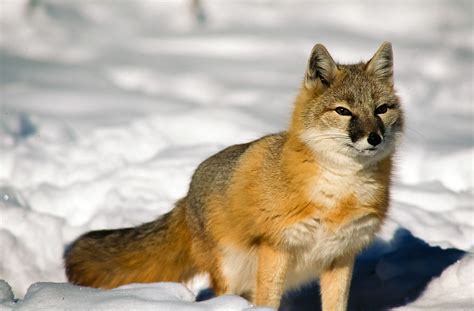 Swift Fox Pet Fox Fox Breeds Swift Fox