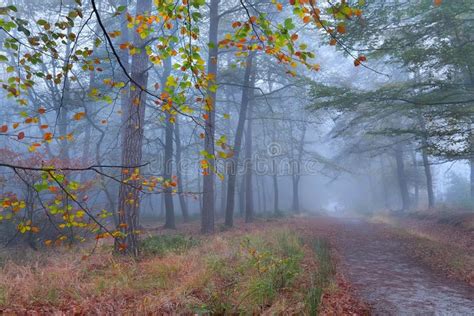 Path In Foggy Autumn Forest Stock Photo Image Of Outside Morning