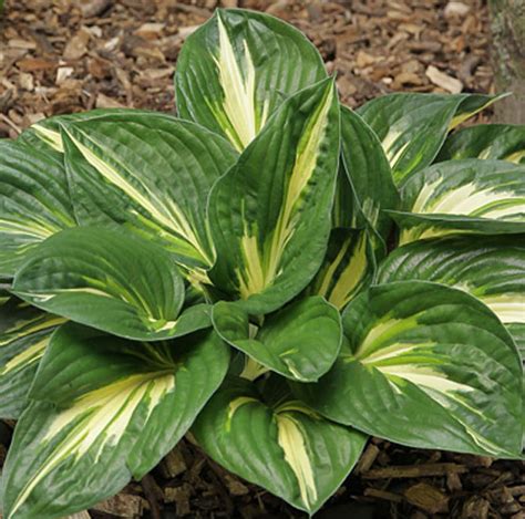 Sting Hosta Thick Leaves With Wide Margins 4 Pot