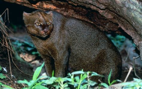 In Search Of The Jaguarundi Texas Monthly