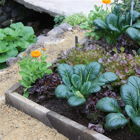 7 Vegetables That Grow In Shade So Anyone Can Try