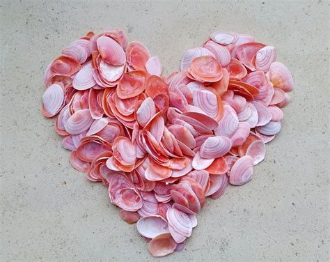 50 Small Rose Petal Tellins Rose Cup Shells Tellinas Shells For