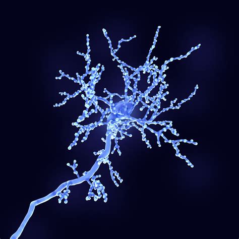 Cerebral Cortex Neuron 3d Model Cgtrader