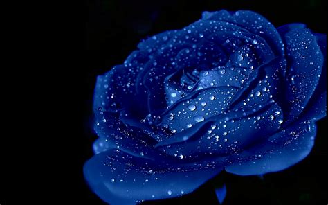 Rose blackpink wallpapers 4k hd for desktop, iphone, pc, laptop, computer, android phone, smartphone, imac, macbook, tablet, mobile device. Blue Rose Wallpaper HD | PixelsTalk.Net