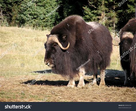 Great Big Male Musk Ox In The Sun Looking At The Camera Imagen De