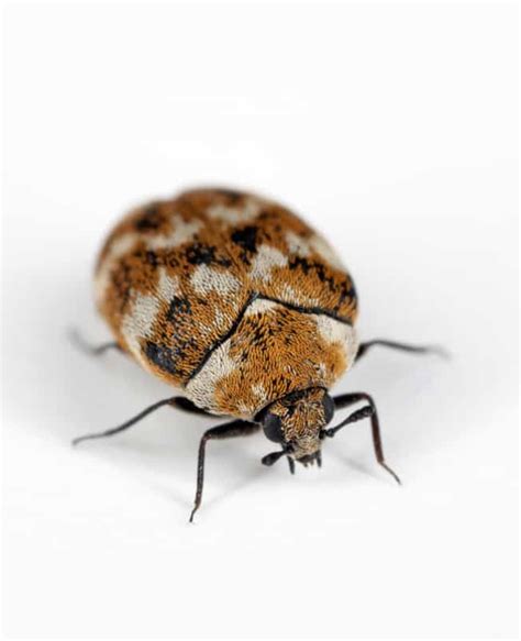 Carpet Beetles Pest Control Sydney Carpet Beetles Removal Sydney