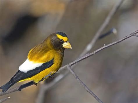 All About Finches In Indiana Id And Song Guide