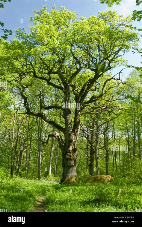Old Oak Tree In Swedish Forest Stock Photo Alamy