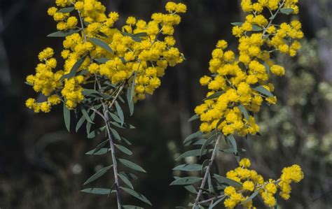 Acacia Kybeanensis Long Phyllodes Australian Plants Society