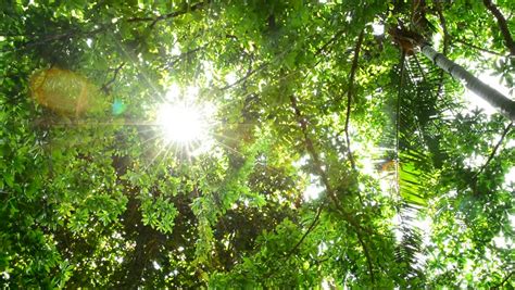 Beautiful Sunlight Flares In Tropical Rain Forest Jungle