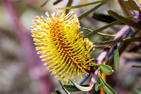 Petals To Pixels The Prestigious Leaves Of Flora Of Australia Turn