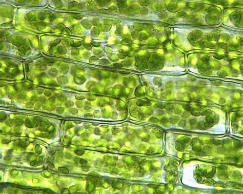 The plant cell is the functional unit of life. Pin on Biomed