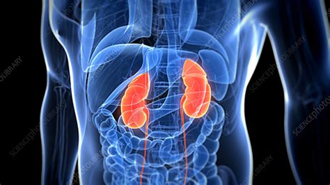 Healthy Kidneys Stock Video Clip K0037576 Science Photo Library