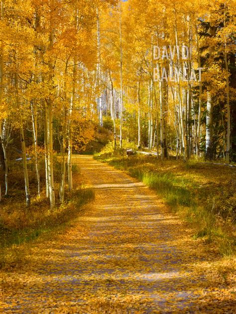 Autumn Bliss Telluride Colorado David Balyeat Landscape Photography