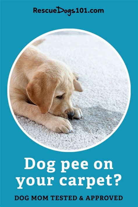 If the urine gets into the pad of the carpet, you're sunk. How can I remove dog urine odor from carpet? in 2020 | Dog ...