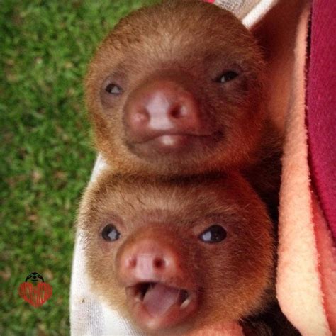 Otters And Science News Adorable Baby Sloths Celebrate International