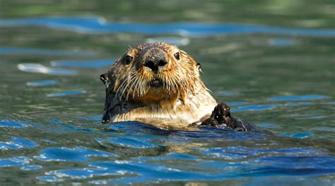 Why Sea Otters Are A Keystone Species The Vital Role They Play Beca
