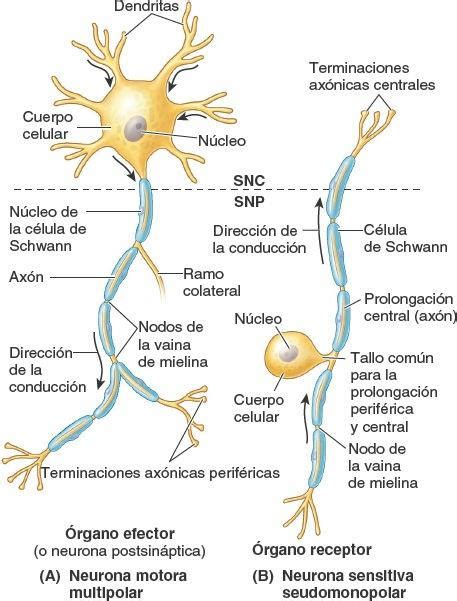 Finom T Sa Mozg A Pinc R Cuales Son Las Celulas Principales Del