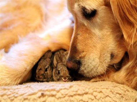 Unusual Animal Friendships That Are Absolutely Adorable