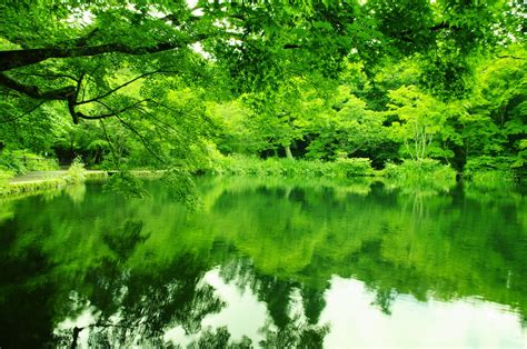 Green Scenery Free Photo Download Freeimages