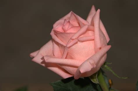 Pink Rose Close Up Stock Image Image Of Garden Celebration 79689231
