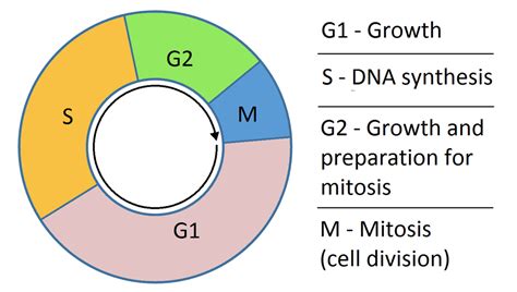 Difference Between G1 And G2 Phase Of Cell Cycle Compare The