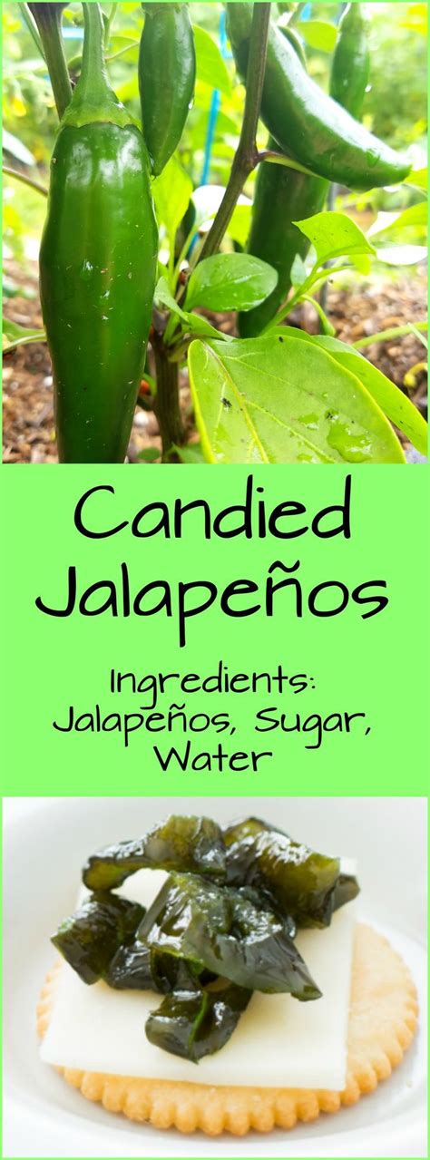 Candied Jalapenos Recipe You Only Need 3 Ingredients Recipe
