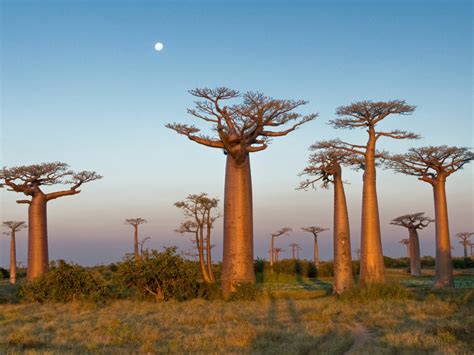Here's all you need to know about the dying ancient baobab trees ...