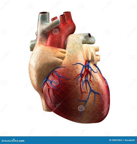 Corazón Real Aislado En El Blanco Modelo Humano De La Anatomía Stock