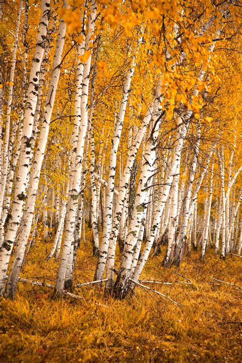 Autumn Birch Forest Autumn Birch Forest In The Forests Of Siberia