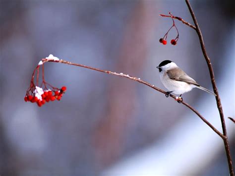 41 Free Winter Birds Desktop Wallpaper Wallpapersafari