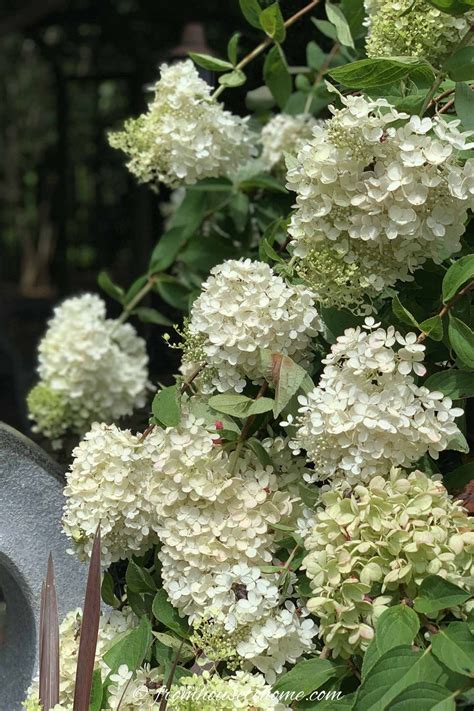 Hydrangea Paniculata Pee Gee In Bloom Pee Gee Hydrangea Hardy