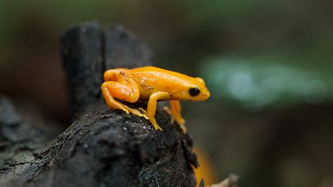 Mantella San Diego Zoo Animals And Plants