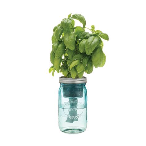 Once your seeds have germinated, thin the weaker, smaller starts by trimming with scissors and leave just i was searching around for doing a mason jar garden on my patio for our condo and came across this page. Mason Jar Herb Kit - Self-Watering Planter for Growing ...