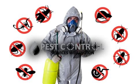 Why Choose Pest Control Professionals For Removing Pests From House