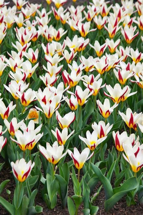 Tulipa ´the First´ Tulipán Bal 5 Ks 1112